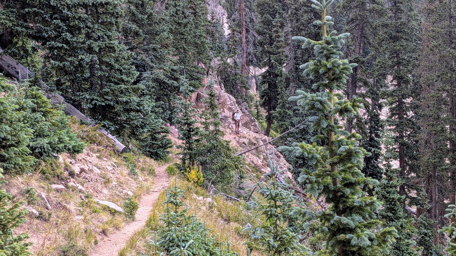 Buck, spent, just after the switchbacks.