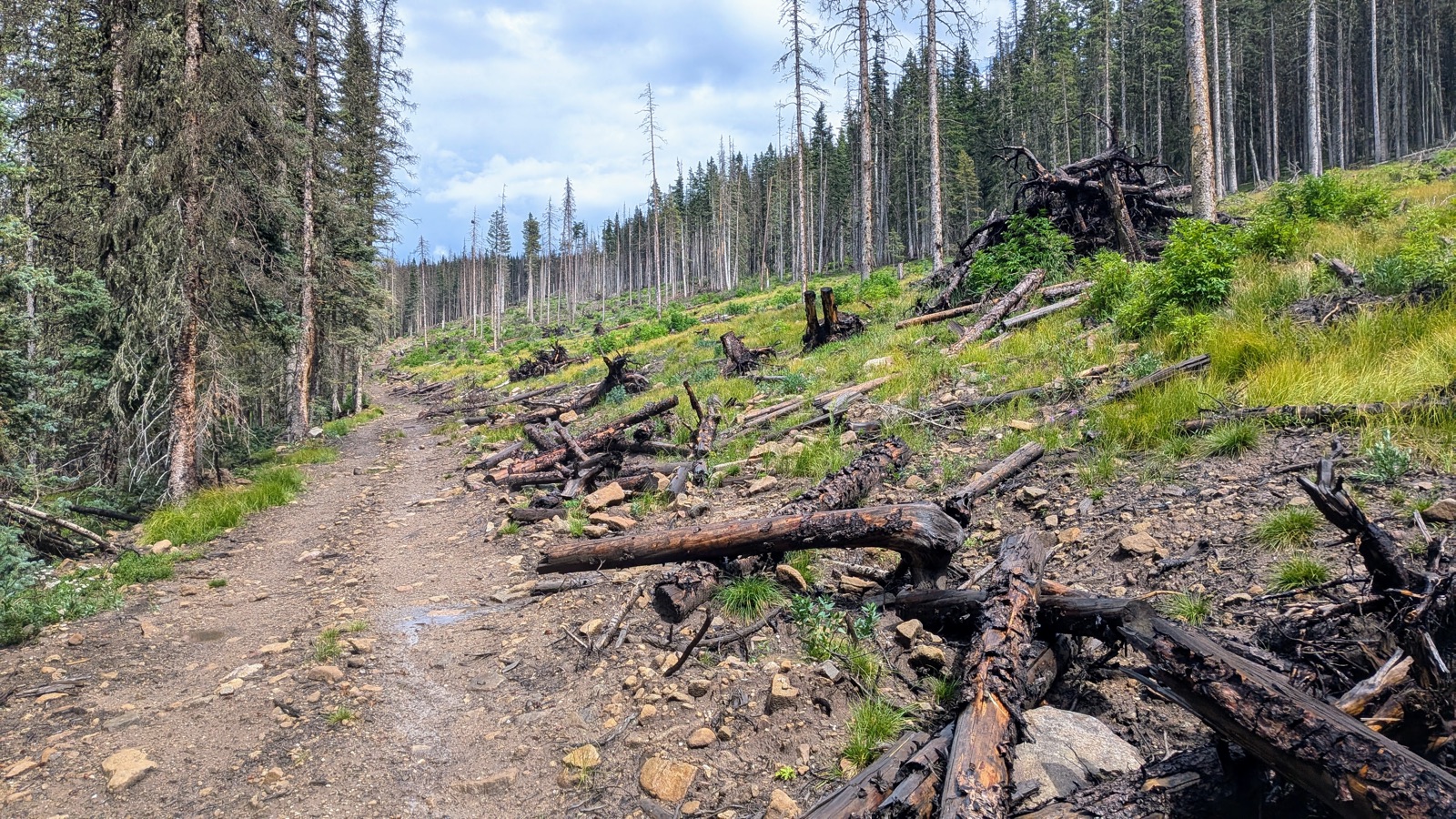 A brief break between downpours on the Comales Trail forest road.
