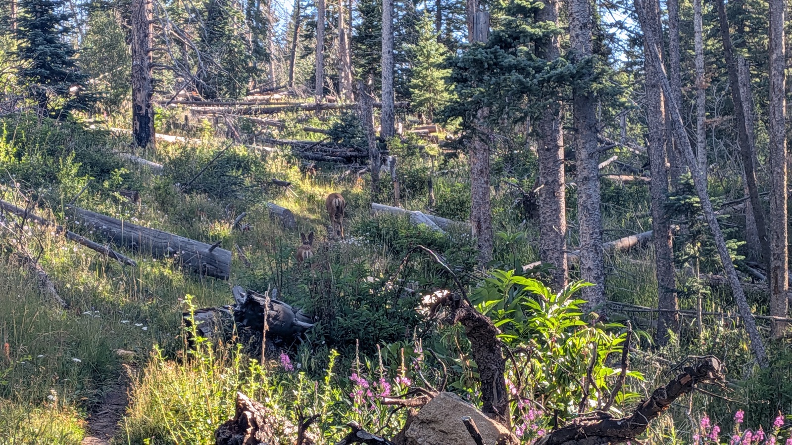 A pair of mule deer outside the burned woods on the climb out of Jack's Creek.