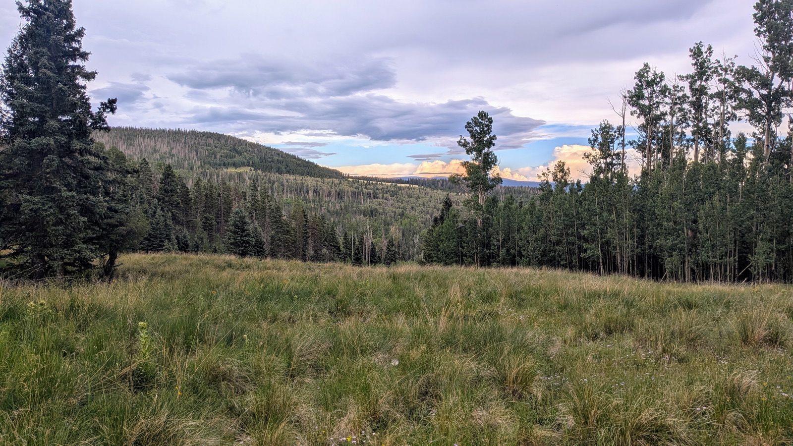 An open field along the Rito Perro Trail.