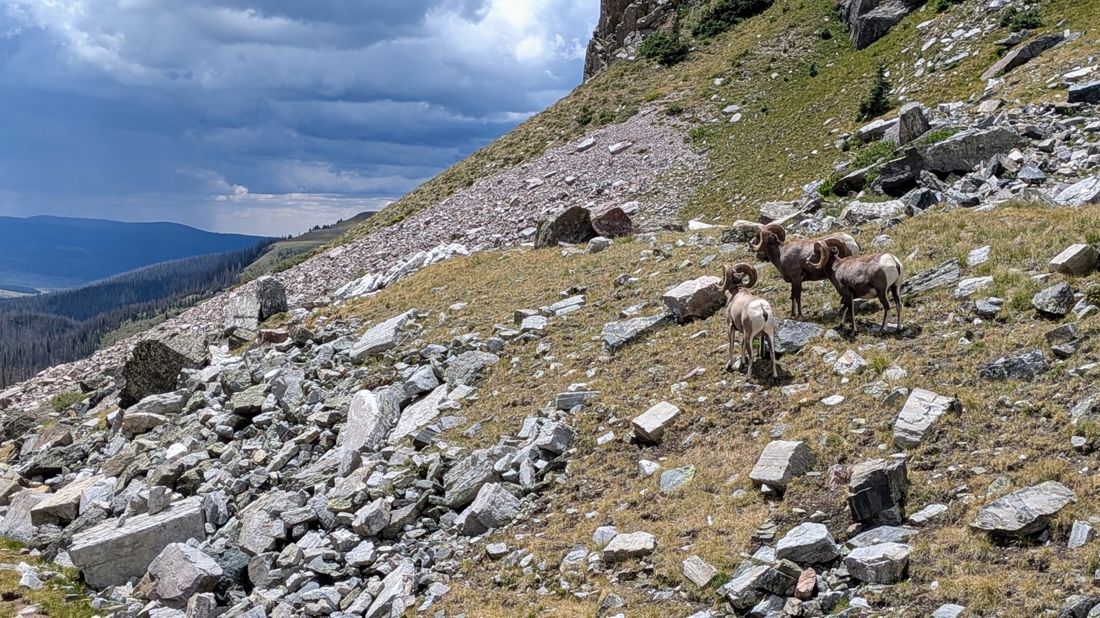 Three bighorn rams, after we gave them plenty of room to pass.